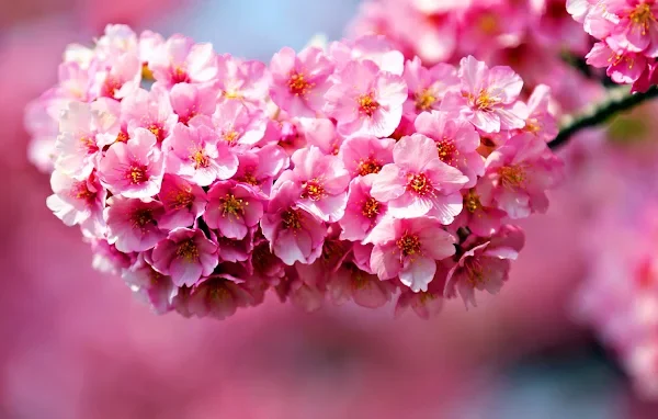 Midtown Florist Gallery 2