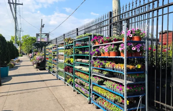 Dragonetti Florist Gallery 0