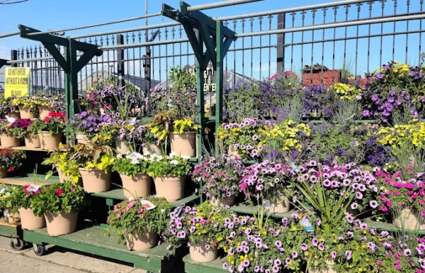 Dragonetti Florist Gallery 1