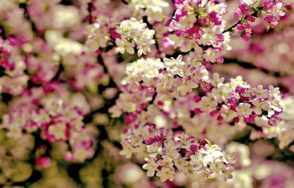 Paradise Flower Shop Gallery 3