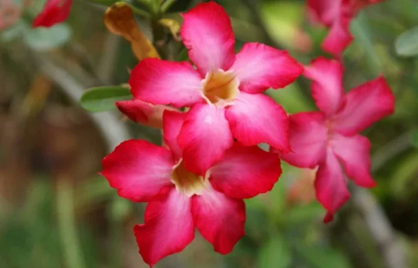 Creations de Belle Gallery 3