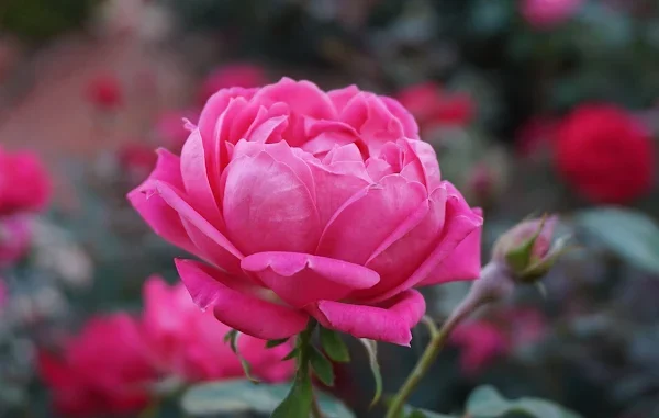 Ditmars Flower Shop Gallery 0