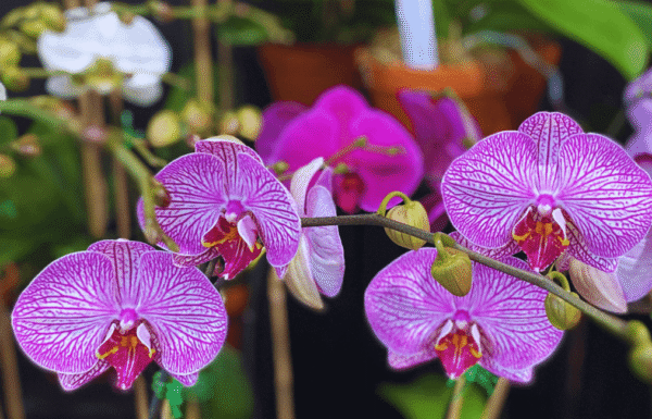 New York Flowers Gallery 2