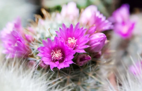 Creations de Belle Gallery 1