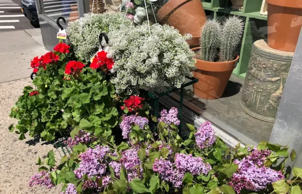 Danas Flower Shop Gallery 0