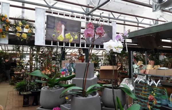 Bayport Flower Houses Gallery 3