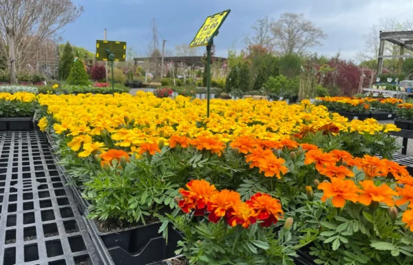 Bayport Flower Houses Gallery 1