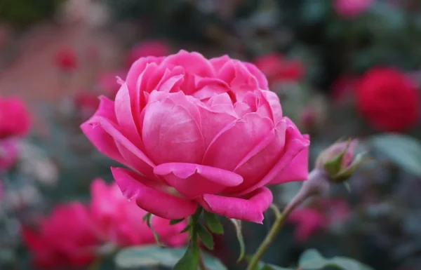 Hillside Floral Design Gallery 3