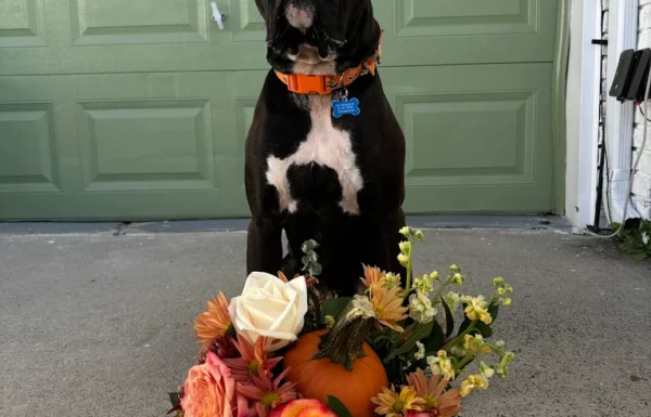 Flowers by Arelis Gallery 0