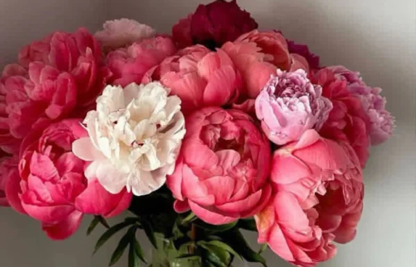 Mokosh Flowers Gallery 0