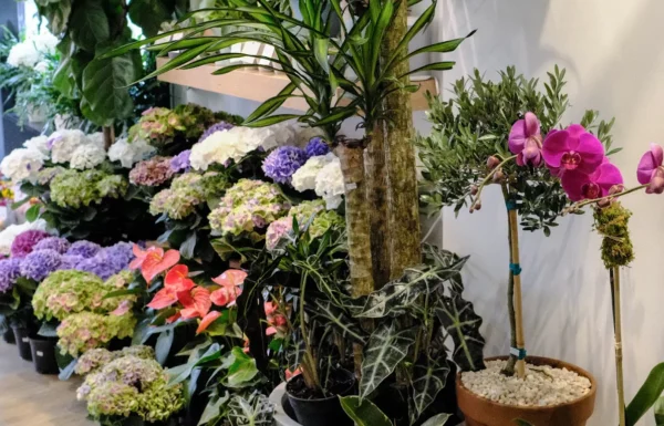 PlantShed Gallery 3
